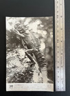 Wwii Japanese Press Photo Tuatara In New Guinea  Oct 3 1943  18791