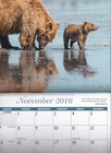 2016 Treasures Of Wildlife 18 Month Photo Calendar Eastern Bluebirds Polar Bear