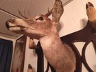 Taxidermy Whitetail Deer Shoulder Mount With Hoof Rack  1967  local Pickup 