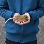 Hansa Bh7233 Short-eared Elephant Shrew 12 Plush