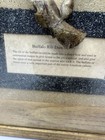 Used Native American Rib Dance Bow In Glass Case