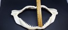 Genuine Black Tip Shark Jaw 12  X 5  Taxidermy Excellent Clean