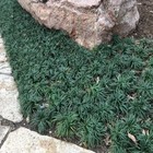 Mondo Dwarf Grass   Bare Root   Ophiopogon Japonicus   Ornamental Grass