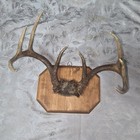 8 Point Wild Deer Mount Whitetail Antler Rustic Cabincore Western Hunting Cavern