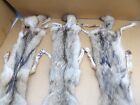 Tanned Xl Semi-heavy Coyote Hide  2 With Full Tail And All 4 Feet  furs