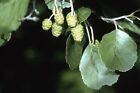 Black Alder   Alnus Glutinosa   European Alder - Tree Seeds