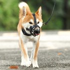 Dog Pet Muzzle Mouth Cover Basket Mesh Chewing Cage Biting Nobarking Black