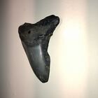Rare 3    Megalodon Shark Tooth Fossil Teeth Kids Gift Natural Open Ocean Present  