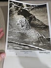 Spotted Female Jaguar Jungle Cat The Wonderful World Of Disney 1978 Nbc Tv Photo
