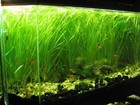 18 Jungle Vals Vallisneria Easy Aquarium Plant Aquascaping Planted Tank Easy 
