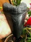 Huge Megalodon Tooth  Replica  7    Plus A Free Record Sized  Great White Tooth 