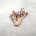 Purple Coral Pieces Pocillopora Acuta  1 Piece Approx  3  Inches  
