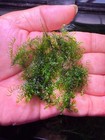Fissidens Fontanus Moss Freshwater Live Aquatic Plant