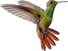 3  Sized 6pcs Hummingbird Bird Window Or Wall Vinyl Decals