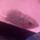 Live Freshwater Tropical Cichlid Aquarium Fish  Aggressive  Intermediate