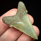 Otodus Angustidens 1 65  Ancestral Megalodon Shark Tooth Real Teeth Fossil