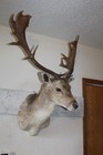 Fallow Deer Head Mount Taxidermy Antler Cape Whitetail  Sika Log Cabin Decor