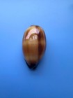 89 2mm   Cypraea Talpa   F    Gem   Giant Size   Beautiful Shell