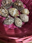 Large Cypress Tiger Cowrie Shells Set Of 8