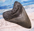 Megalodon Shark Tooth 5  Sharks Teeth Huge Jaw Fossil Real Megladon Serrated