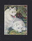 Vintage 1934 Samoyed  duo  Print - Custom Matted - Dog Art Print - Gift