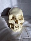 Bone Clones Bc 213 Human Skull American Indian Female - Discontinued