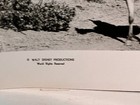 1957 Walt Disney Movie Photo  Westward Ho The Wagons Fess Parker  4