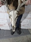 Wild 7 Point Whitetail Deer Antler Rack Horn Skull European Mount Man Cave 114 