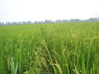 Wild Rice Seeds For Planting Waterfowl Food Plot Cover Crop Prevent Soil Erosion