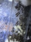 Queen Ant - Formica Subsericea - The Black Wood Ant - 3-5 Queens With Brood