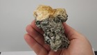 Ruck s Pit Calcite Clam Fossil - Mercenaria Permagna - Ft  Drum  Florida