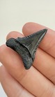 High Quality Great White Shark Tooth Fossil Real Shark Teeth Fossils