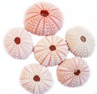 24 Small Pink Sea Urchin Shells 1 5-2  Beach Crafts Ocean Art Coastal Nautical
