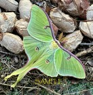 Luna Moth A    Quality   one Pair  Male And Female Unmounted Specimen  