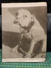 Bulldog Review Magazine Vol  5 Issue 3  19 Sping 1994 Pit Bull Terrier