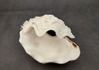 Derasa Clam Seashell White Tridacna Derasa  1 Shell Approx  5  Inches 