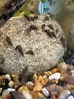 10 Malaysian Trumpet Snails Mts Live Snail Freshwater Aquarium Pond