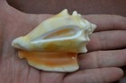 Cut Sliced Strombus Pugilis Shell Beach Decor 2  - 3   t-1934