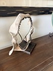 Shark Teeth Jaw Display  Resin   Metal Mounted Stand