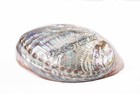 Green Abalone Sea Shell Both Side Polished Beach Craft 6  - 7   1 Pc   jc-084