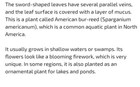 25 American But Reed  Aquatic Grass Plants