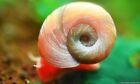 Ramshorn Snails Assorted  15 Pack  Live Freshwater Algae Eaters Aquariums