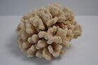Large Cauliflower Coral Piece Specimen Real Ocean Beach House Home Decor 9 