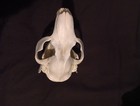 Beaver Skull With All Teeth Taxidermy Decor   Educational   Collection   Unique