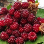 Rubus Phoenicolasius 30 Seeds Japanese Wineberry