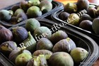 20 Fresh Organic Fig Leaves From The Tree Fig Fruit Bulk Herb Natural Tea Wraps
