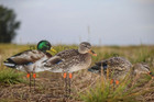 Mallard Decoy Pack - 12 Decoys  uprights  Feeders  Searchers  Resters 