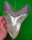 5 75    Megalodon Shark Tooth  Real Fossil - No Restorations   Beautiful 