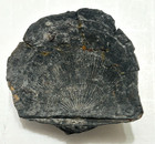 Fossil Brachiopod bivalve Shell Impression     Radial Rib Detail     41mm Paleozoic
