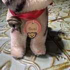 Rare Mini Steiff 1950 s Susi Tabby  Cat  Original tag  Ribbon  Bell Excellent 